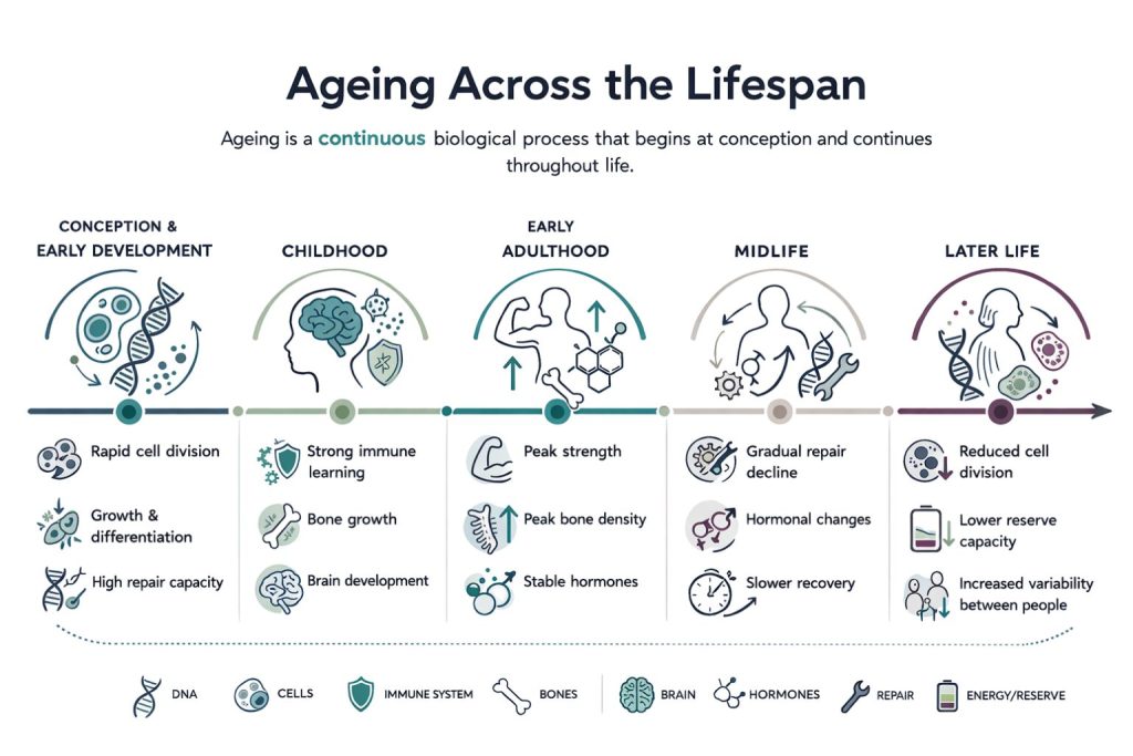 The Lifespan Timeline of Ageing